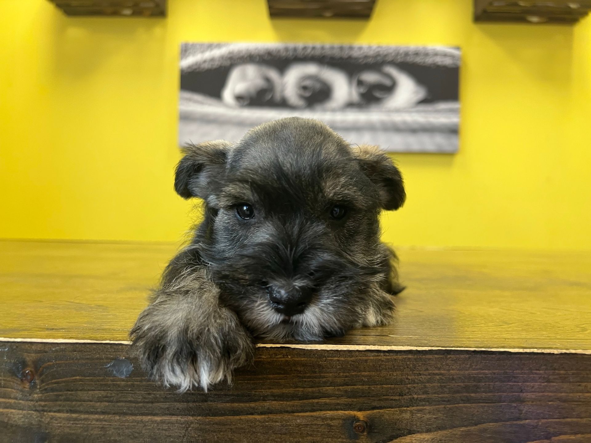 Schnauzer puppies for sale New York