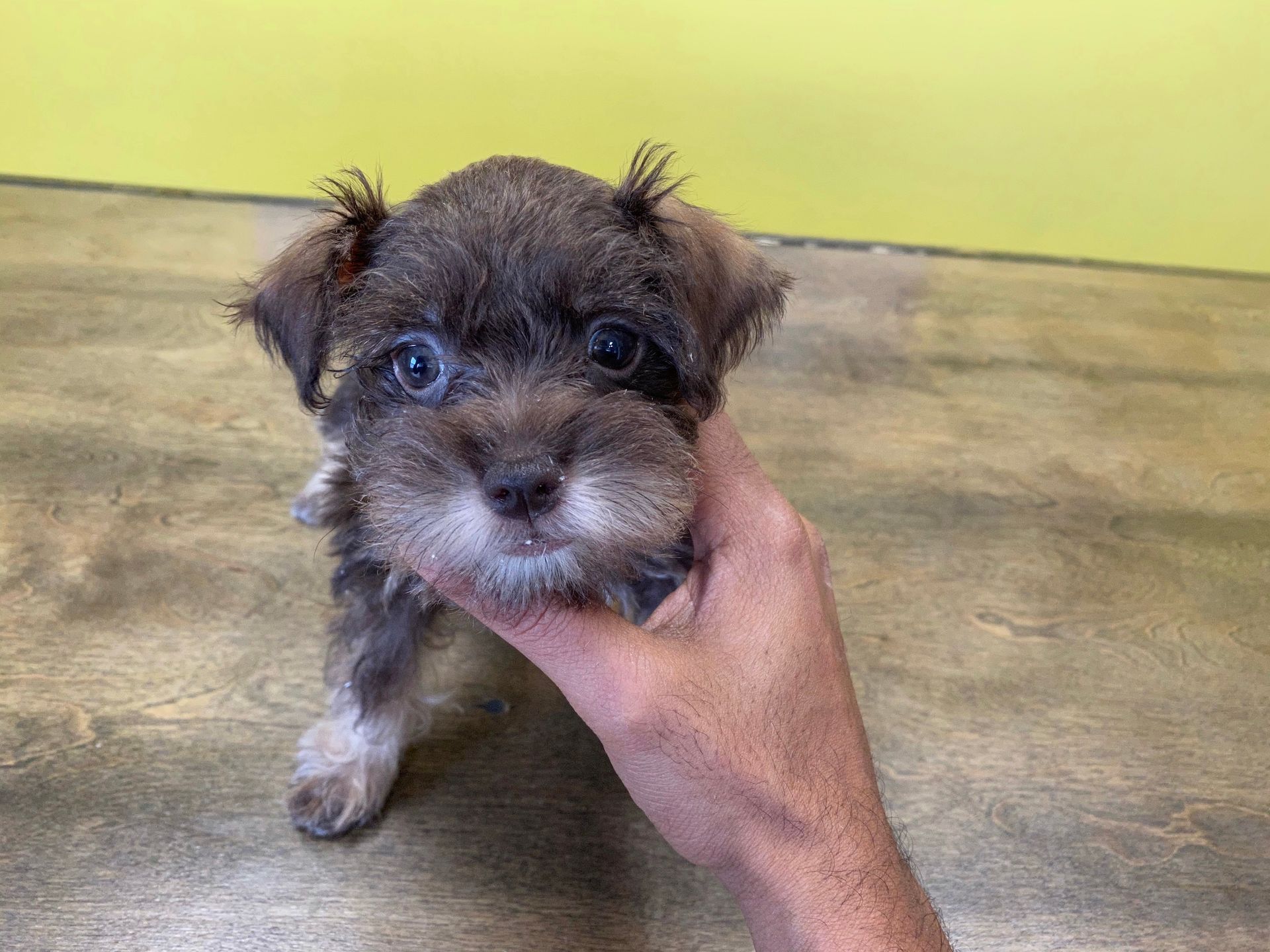 Schnauzer puppies for sale New York