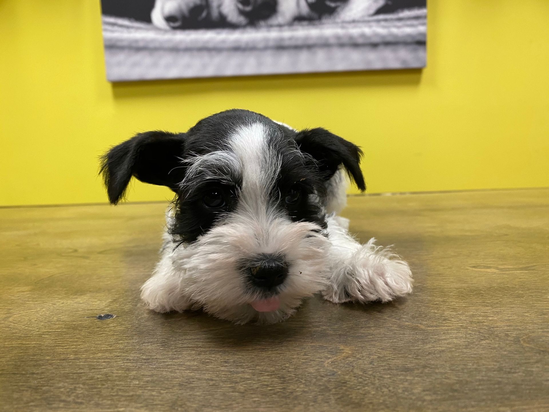 Schnauzer puppies New York
