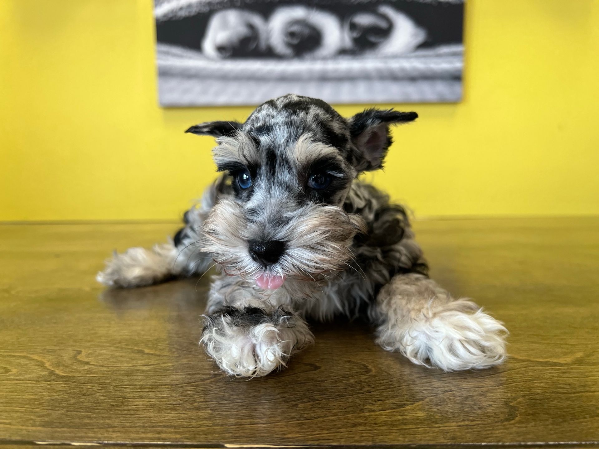 Schnauzer puppies for sale New York