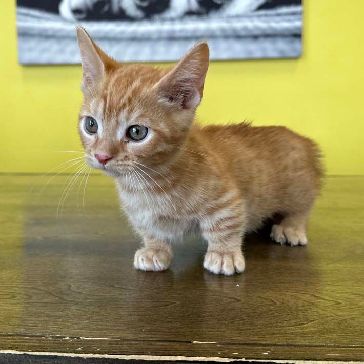 munchkin kittens munchkin kittens for sale