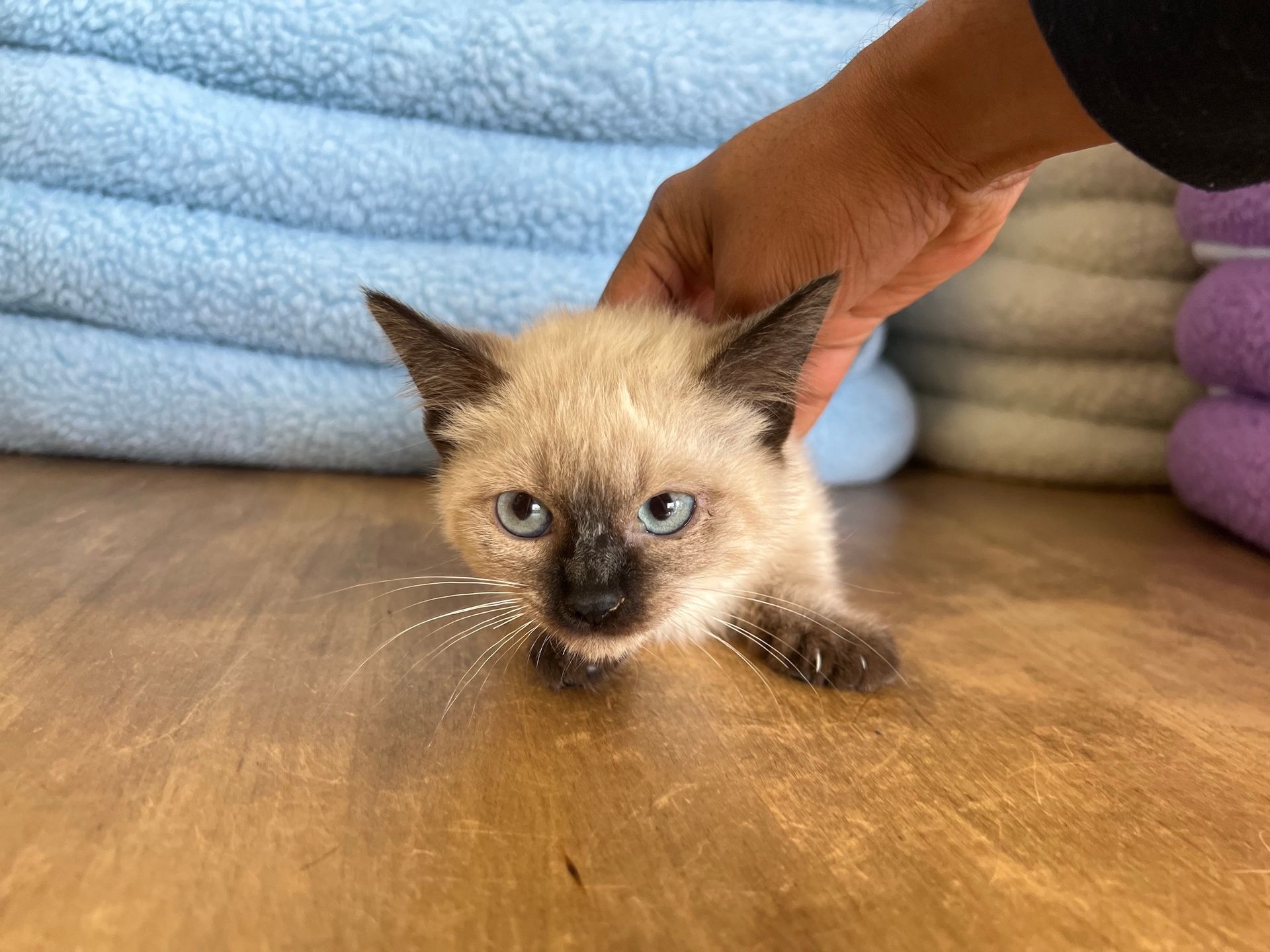 Munchkin Kittens New York