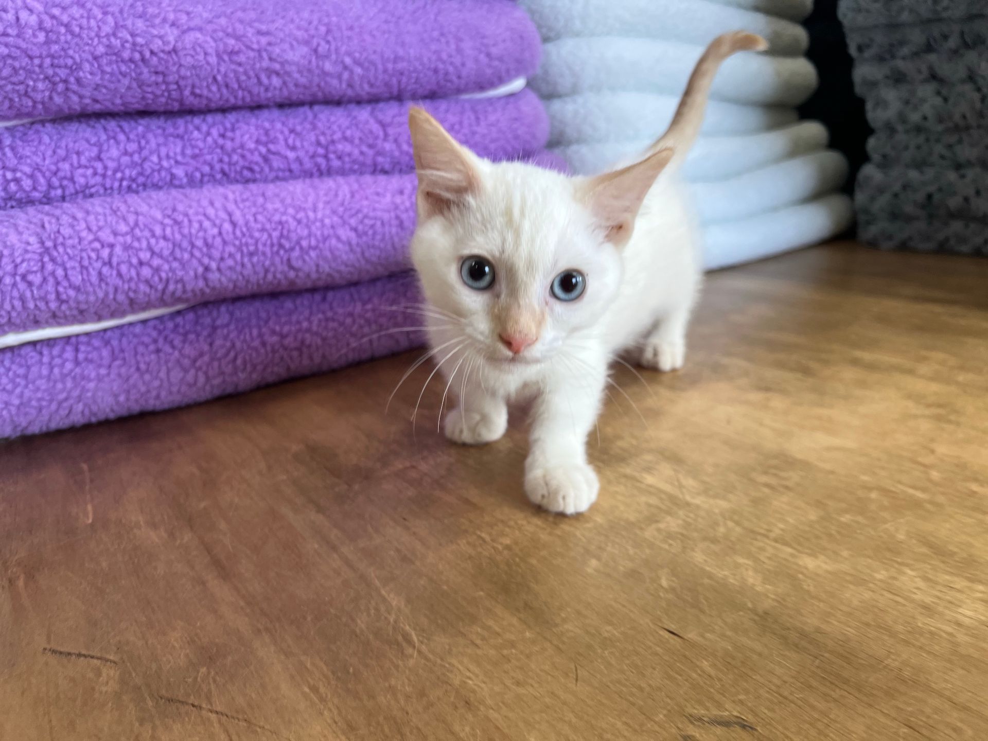 Munchkin Kittens New York