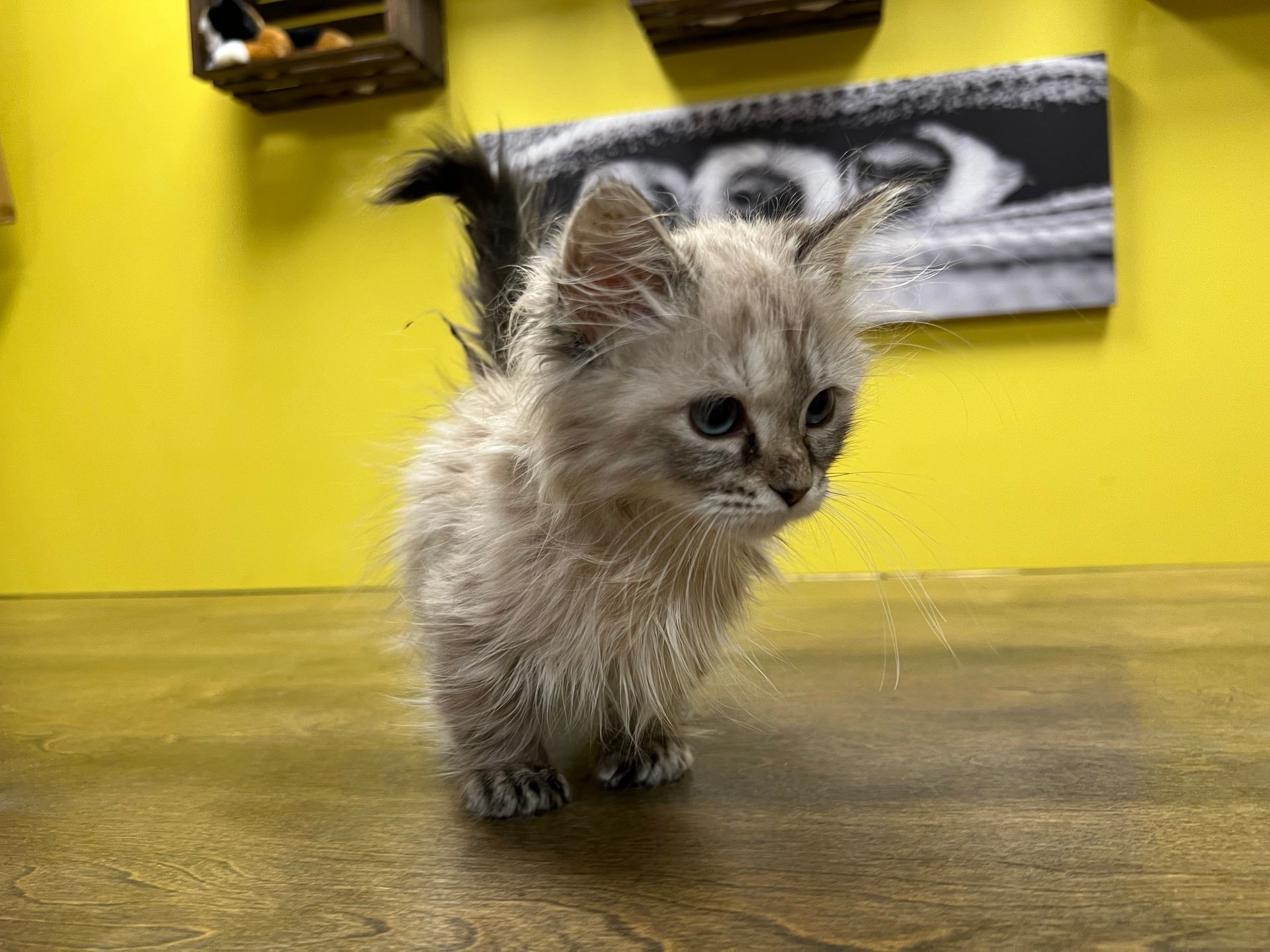 Munchkin Kittens New York