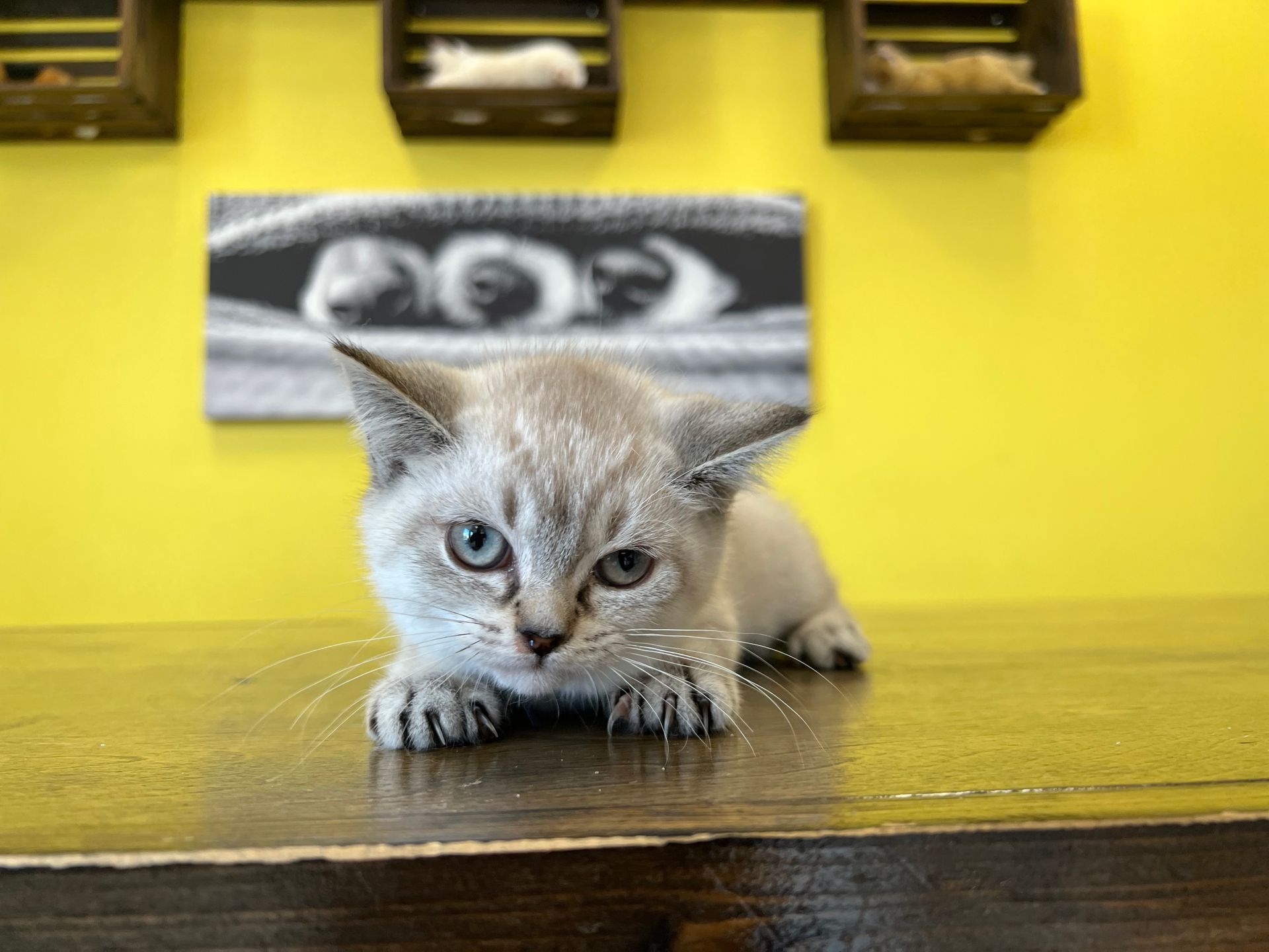 Munchkin Kittens New York