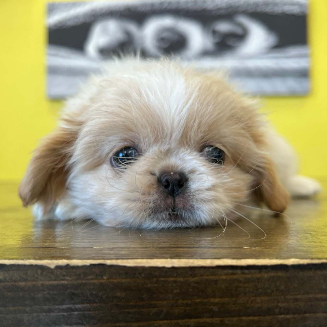 pekingese puppies pekingese puppies for sale