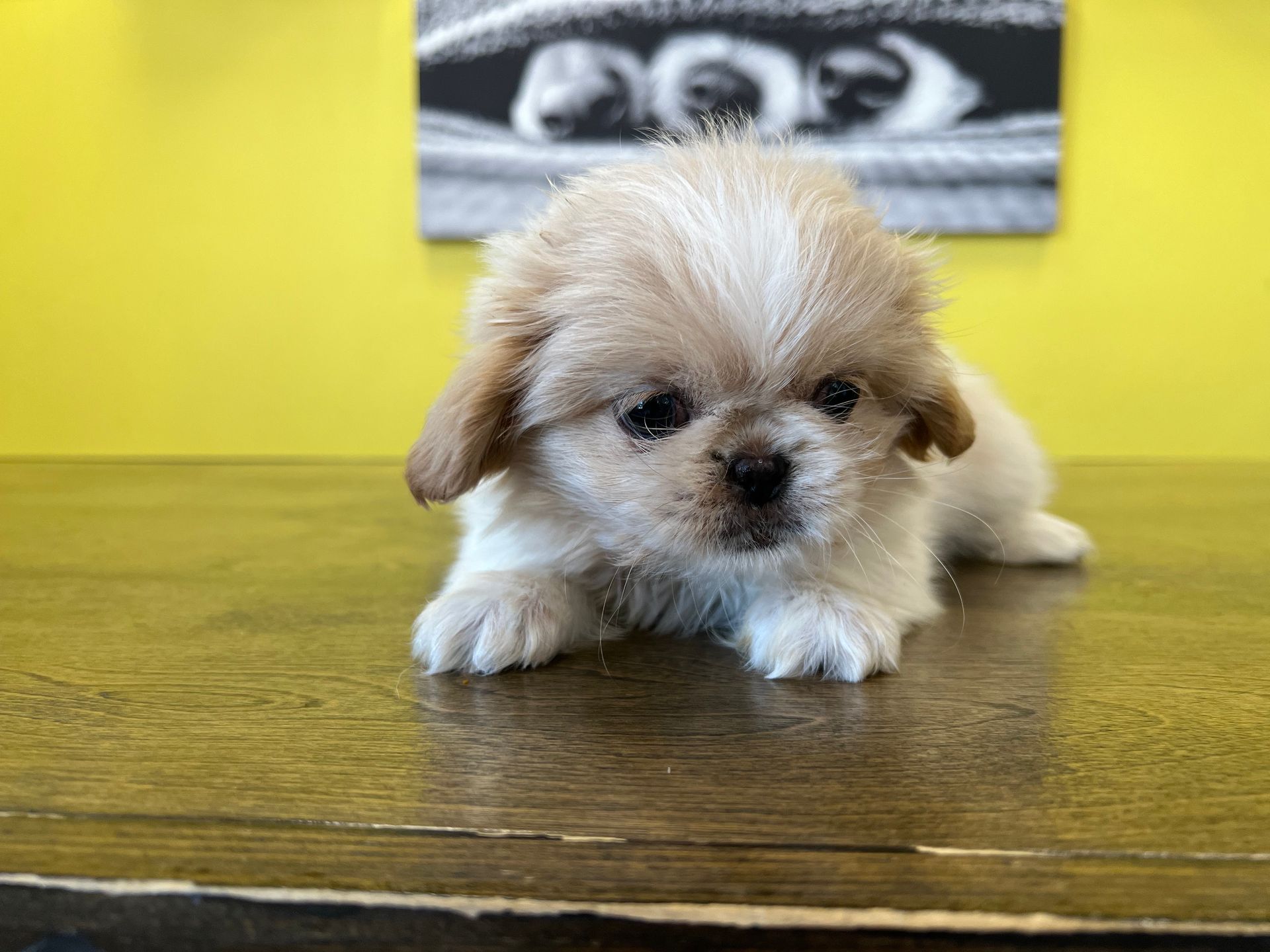 Pekingese puppies New York