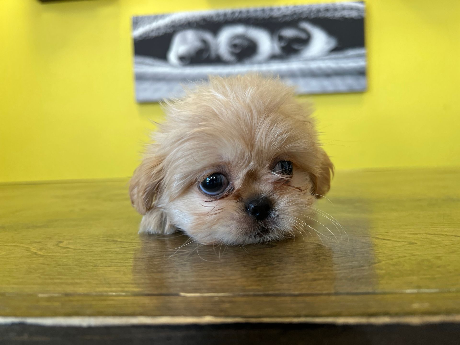 Pekingese puppies for sale New York