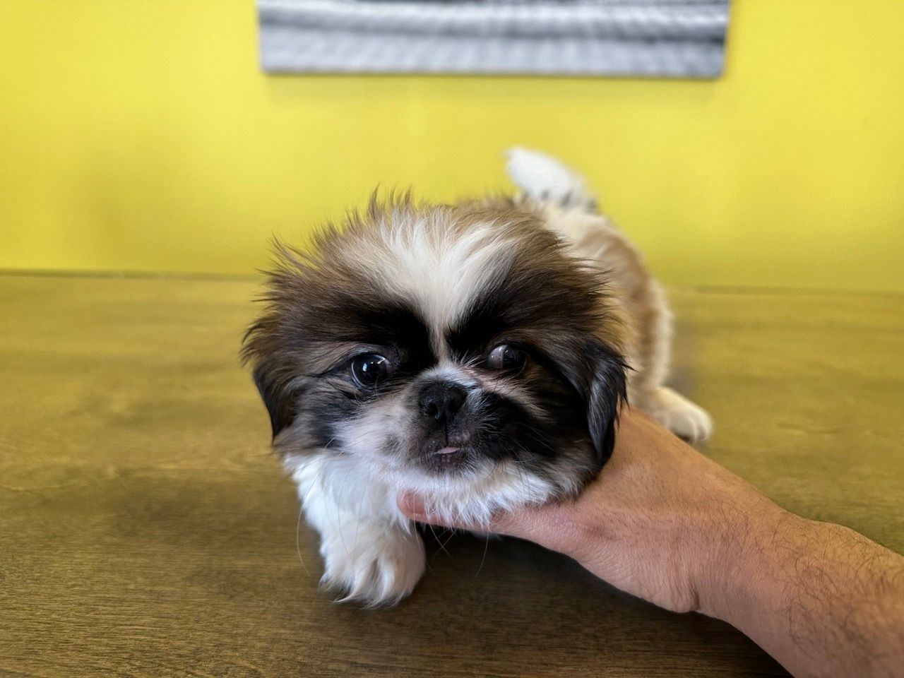 Pekingese puppies New York