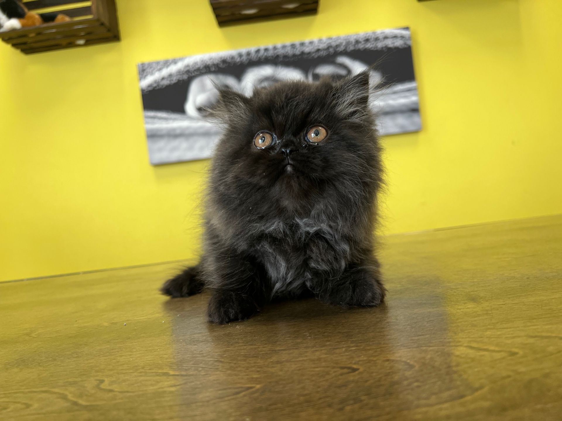 Persian Kittens New York