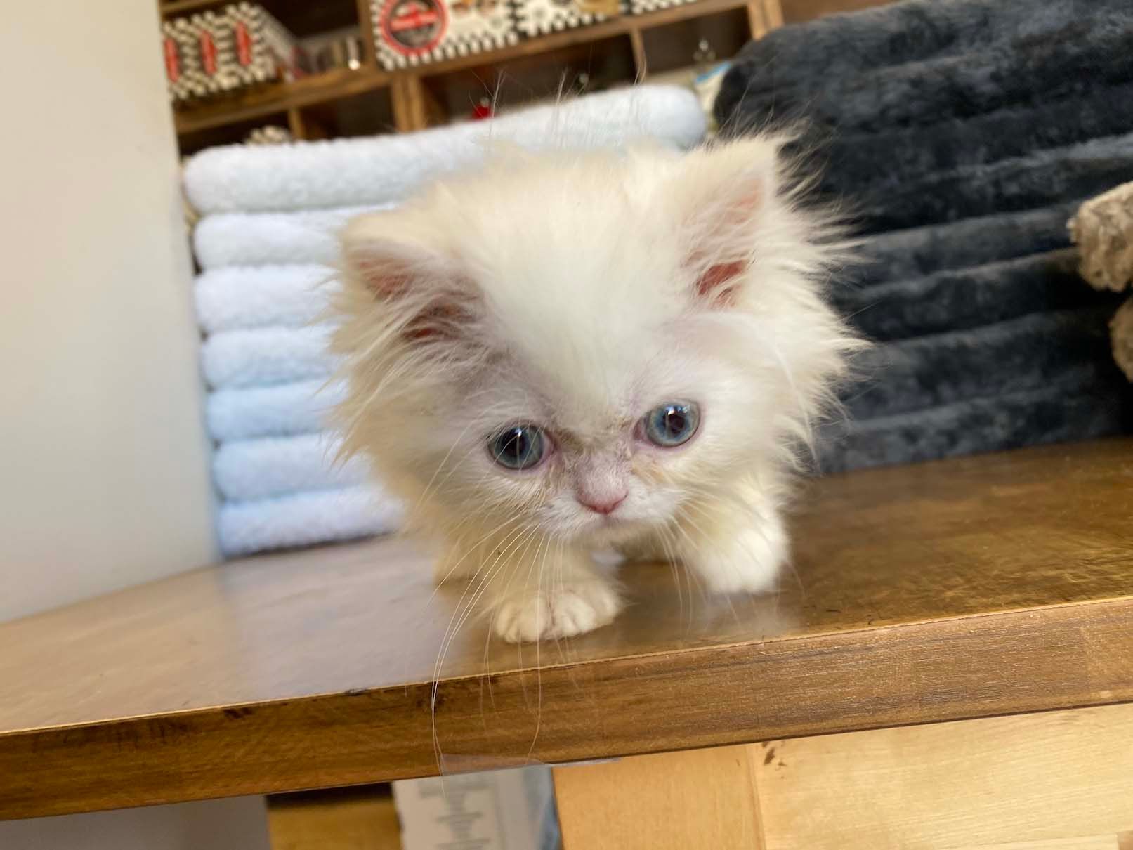 Persian Kittens for sale New York