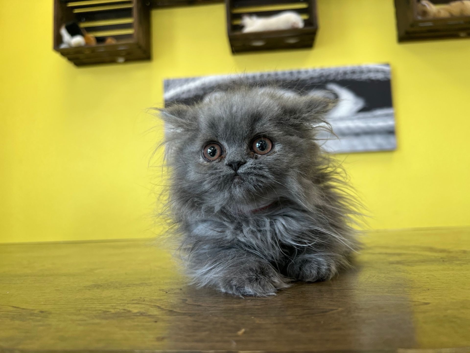 Persian Kittens New York
