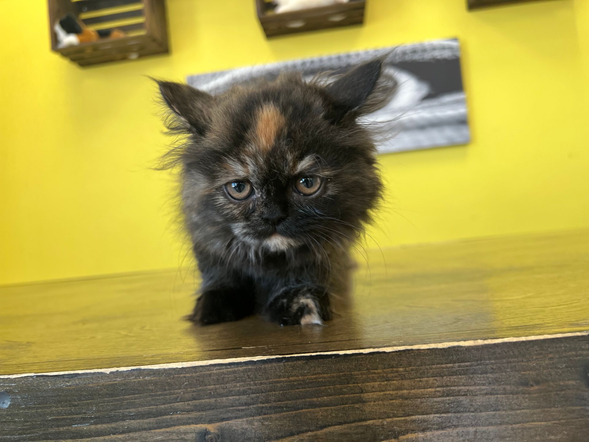 Persian Kittens for sale New York