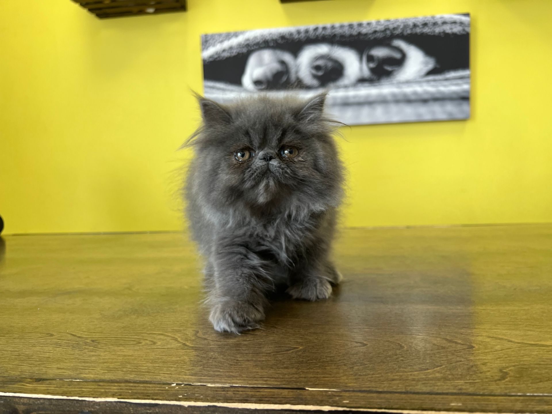 Persian Kittens New York