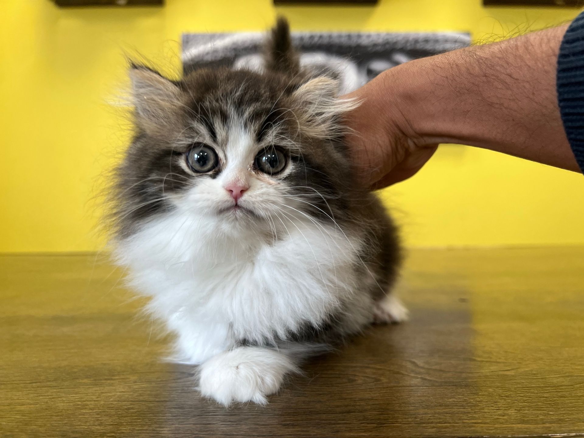 Persian Kittens for sale New York