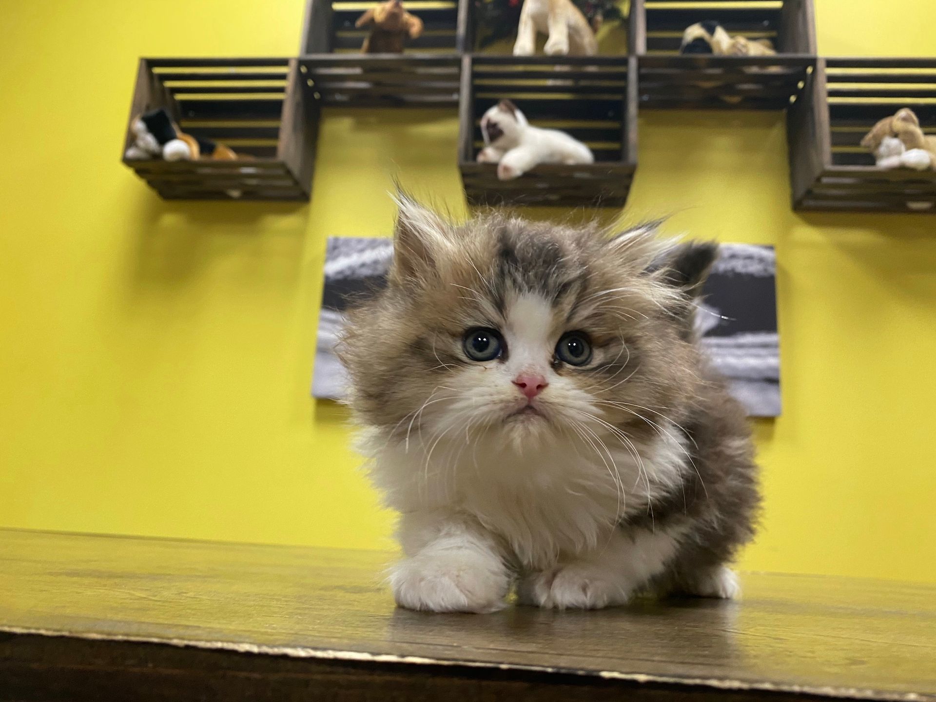 Persian Kittens New York