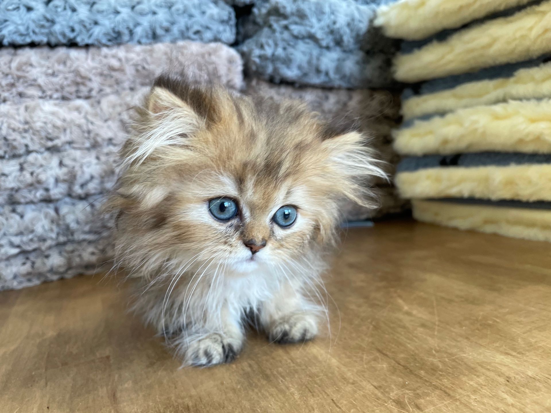 Persian Kittens for sale New York