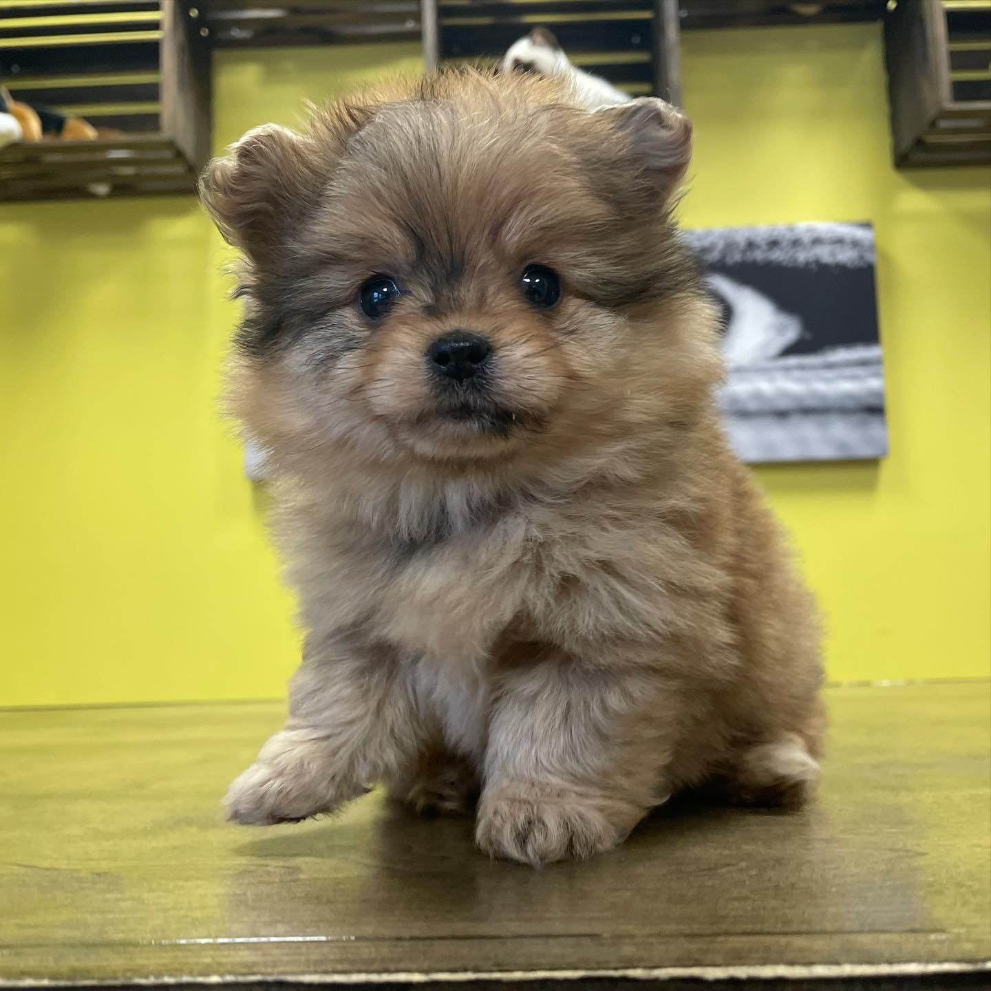 Pomeranian puppies Pomeranian puppies for sale