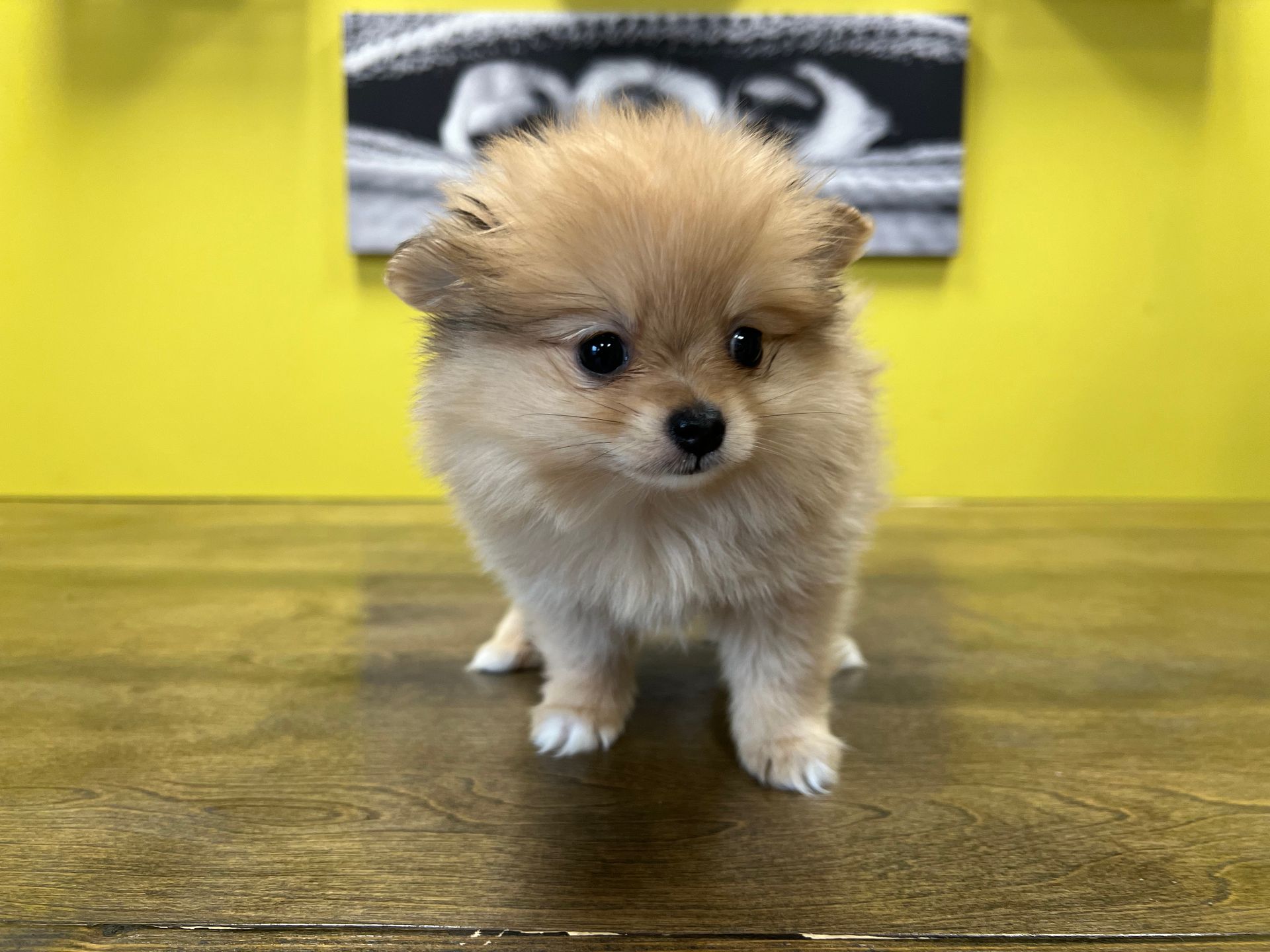 Pomeranian puppies New York