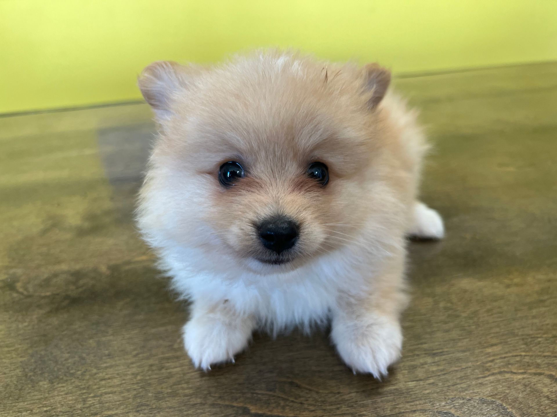 Pomeranian puppies New York