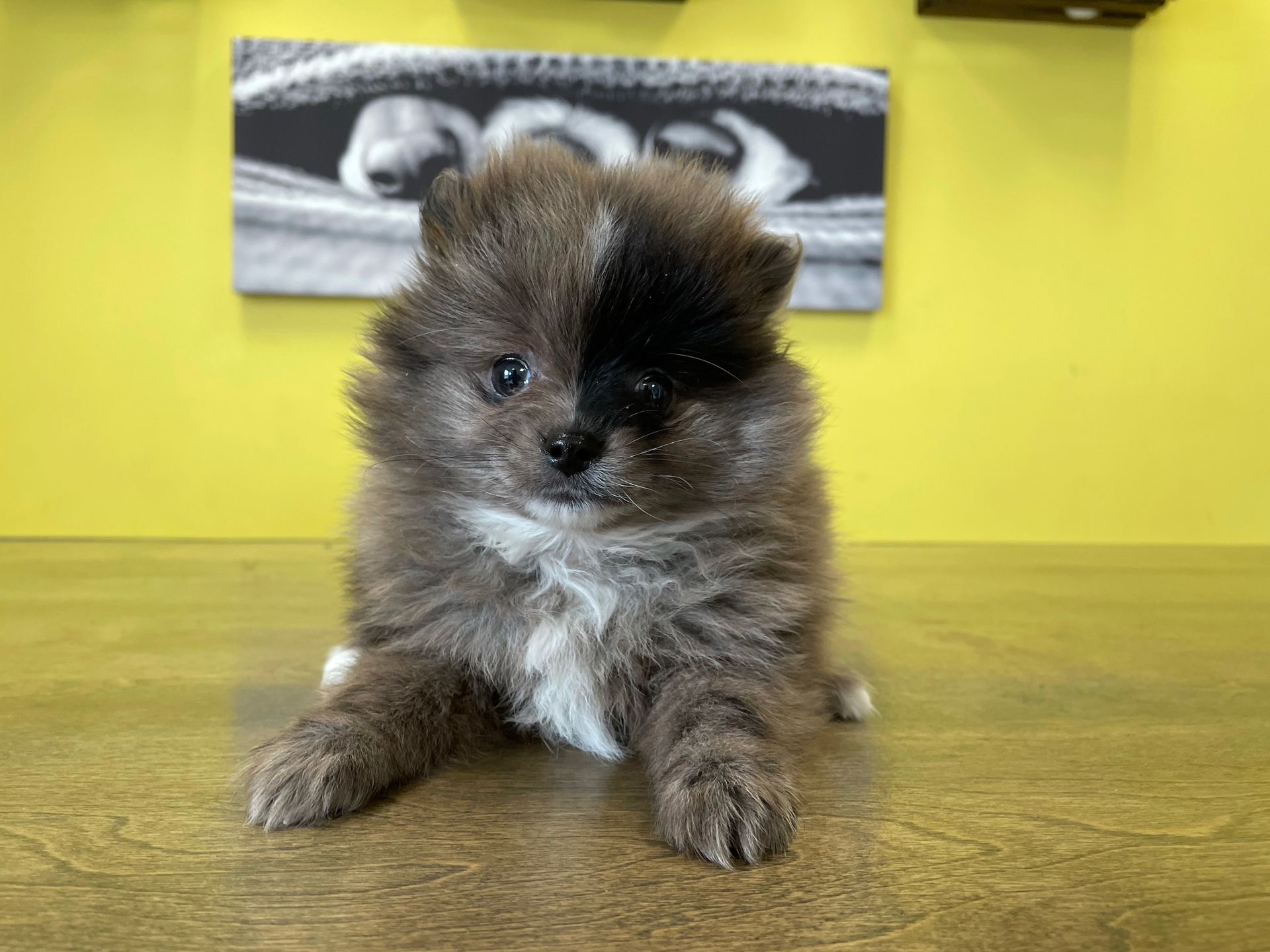 Pomeranian puppies New York