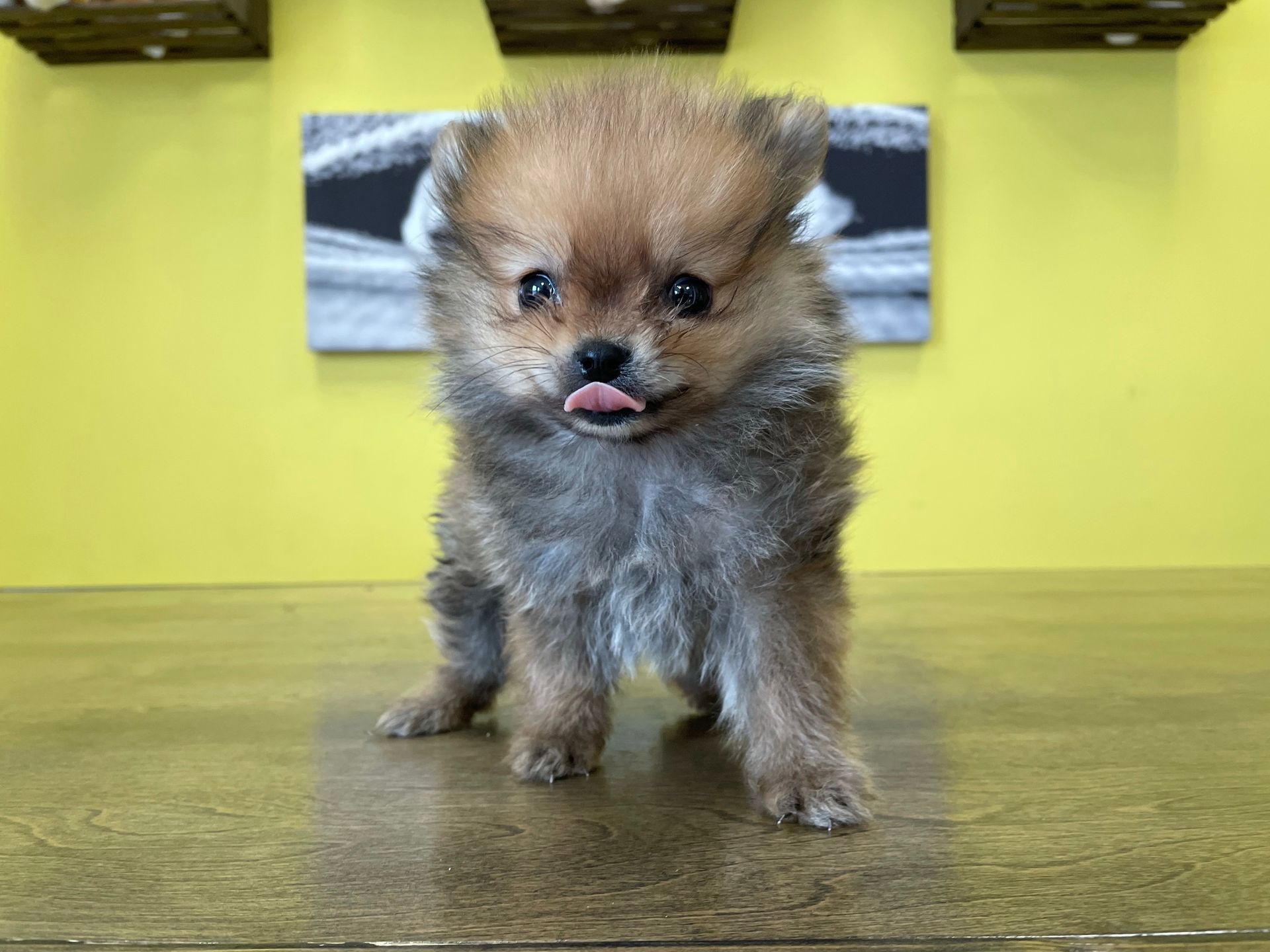 Pomeranian puppies for sale New York