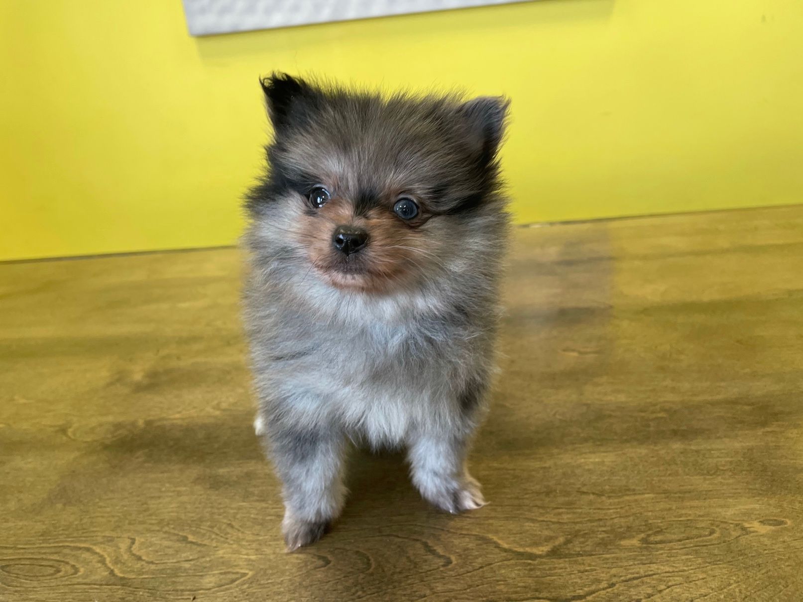 Pomeranian puppies New York