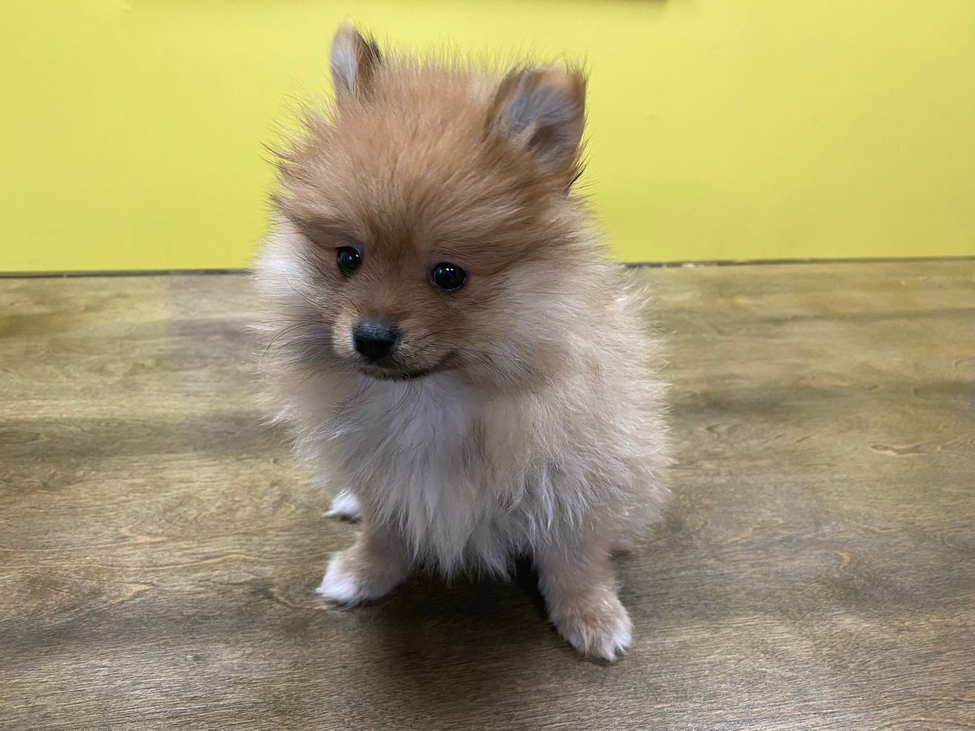 Pomeranian puppies for sale New York