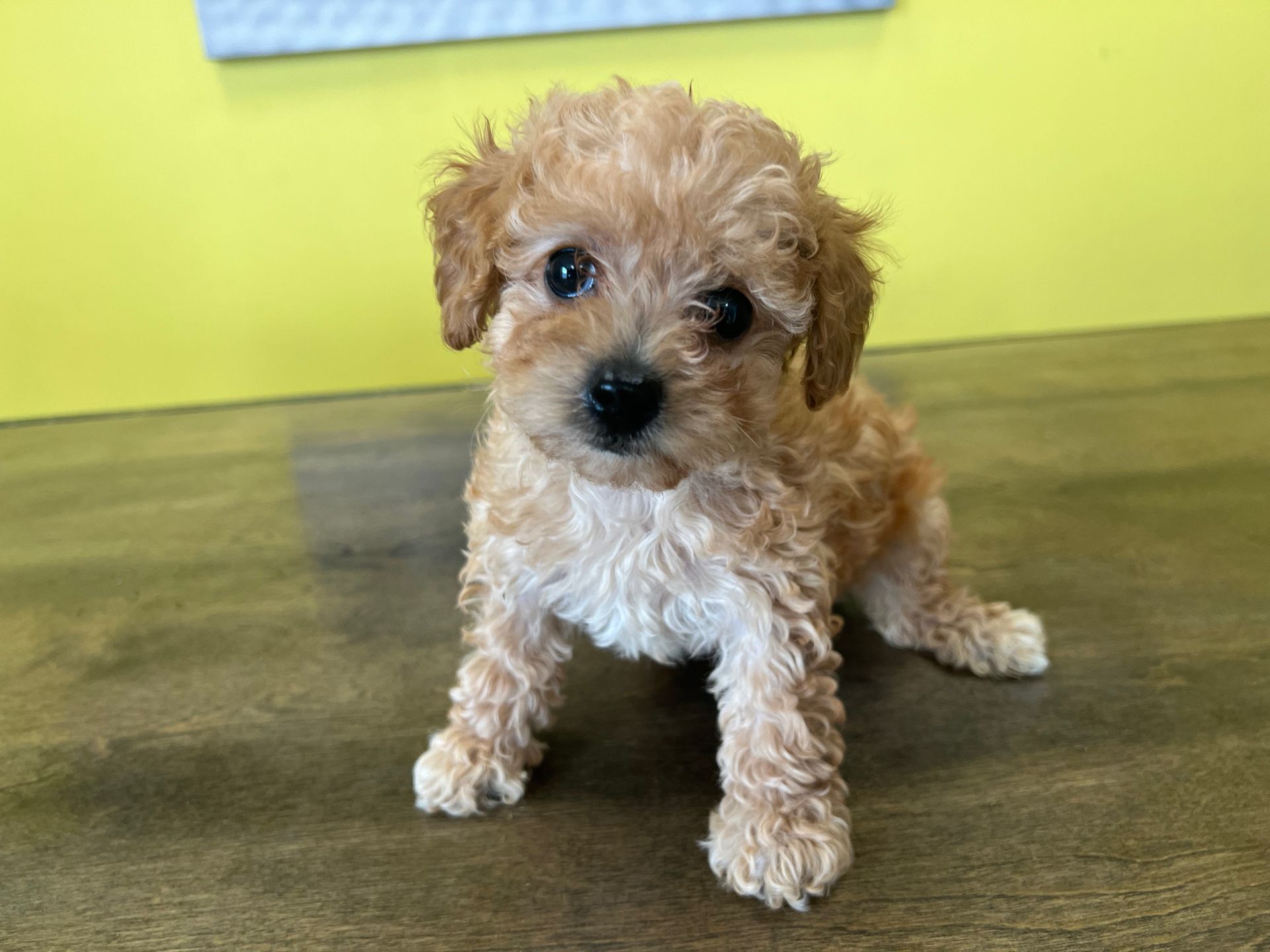 Poodle puppies New York