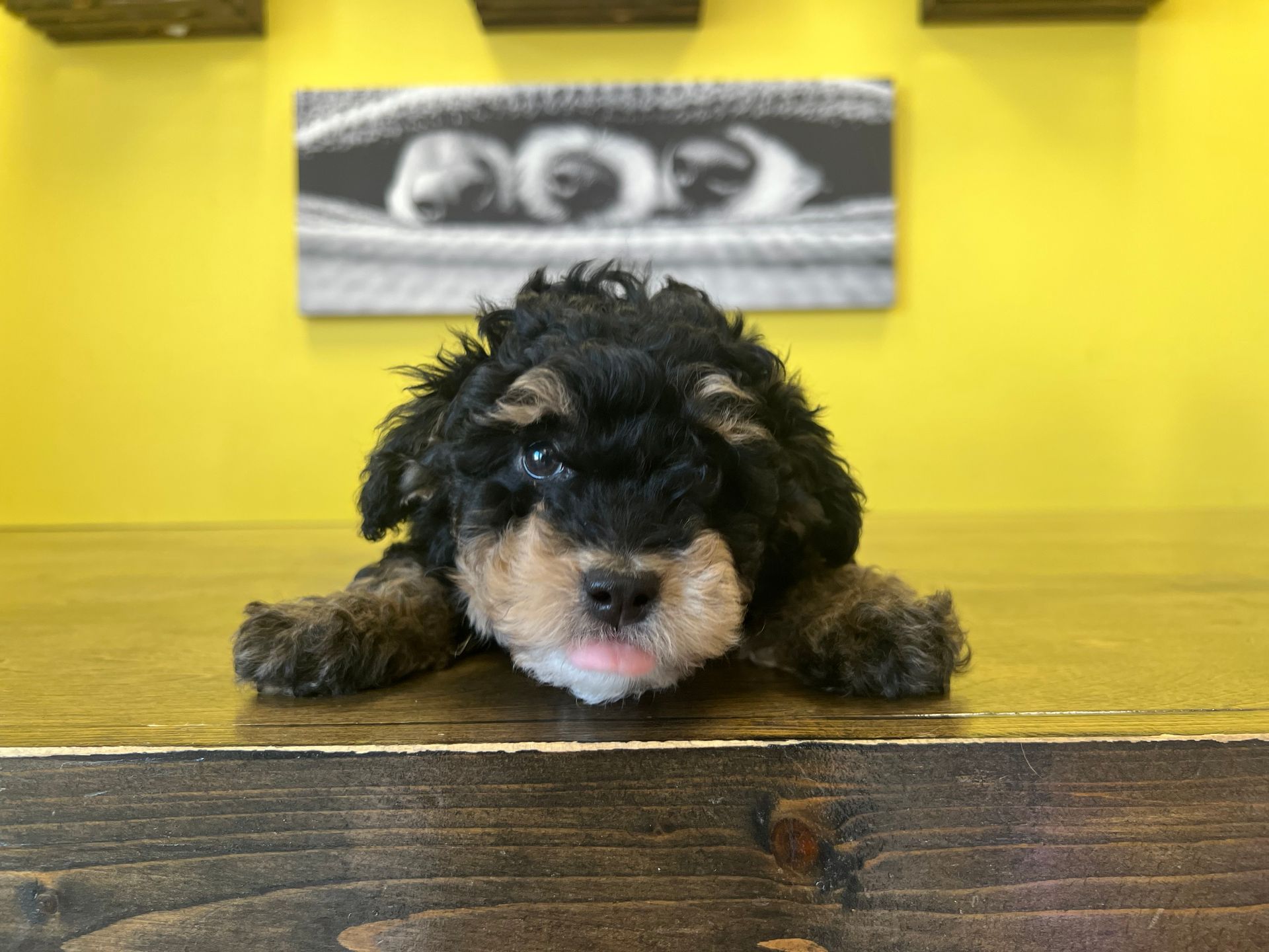 Poodle puppies New York