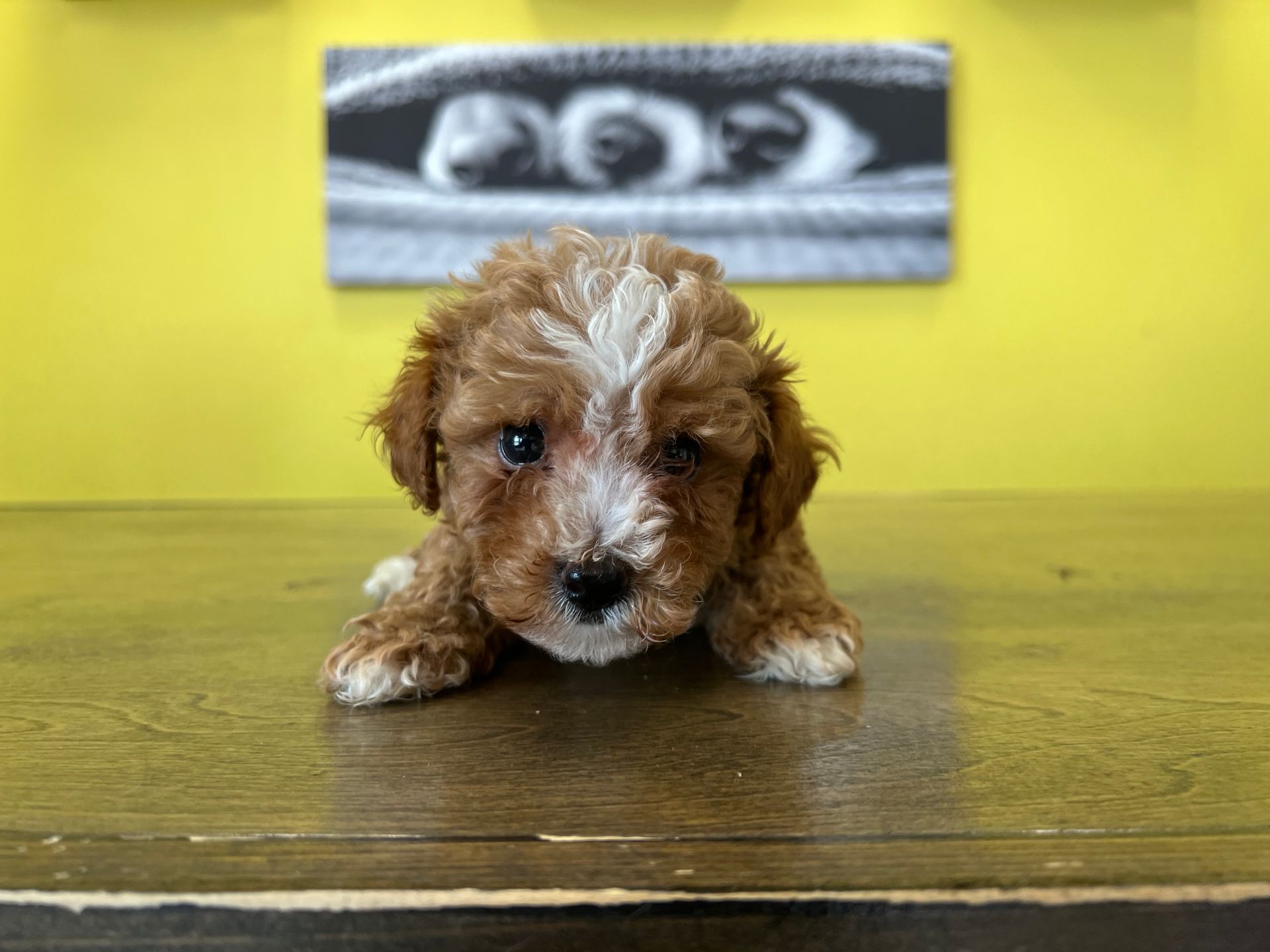 Poodle puppies for sale New York