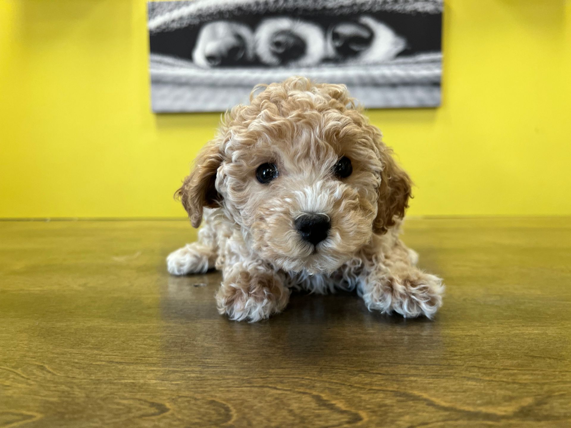 Poodle puppies New York