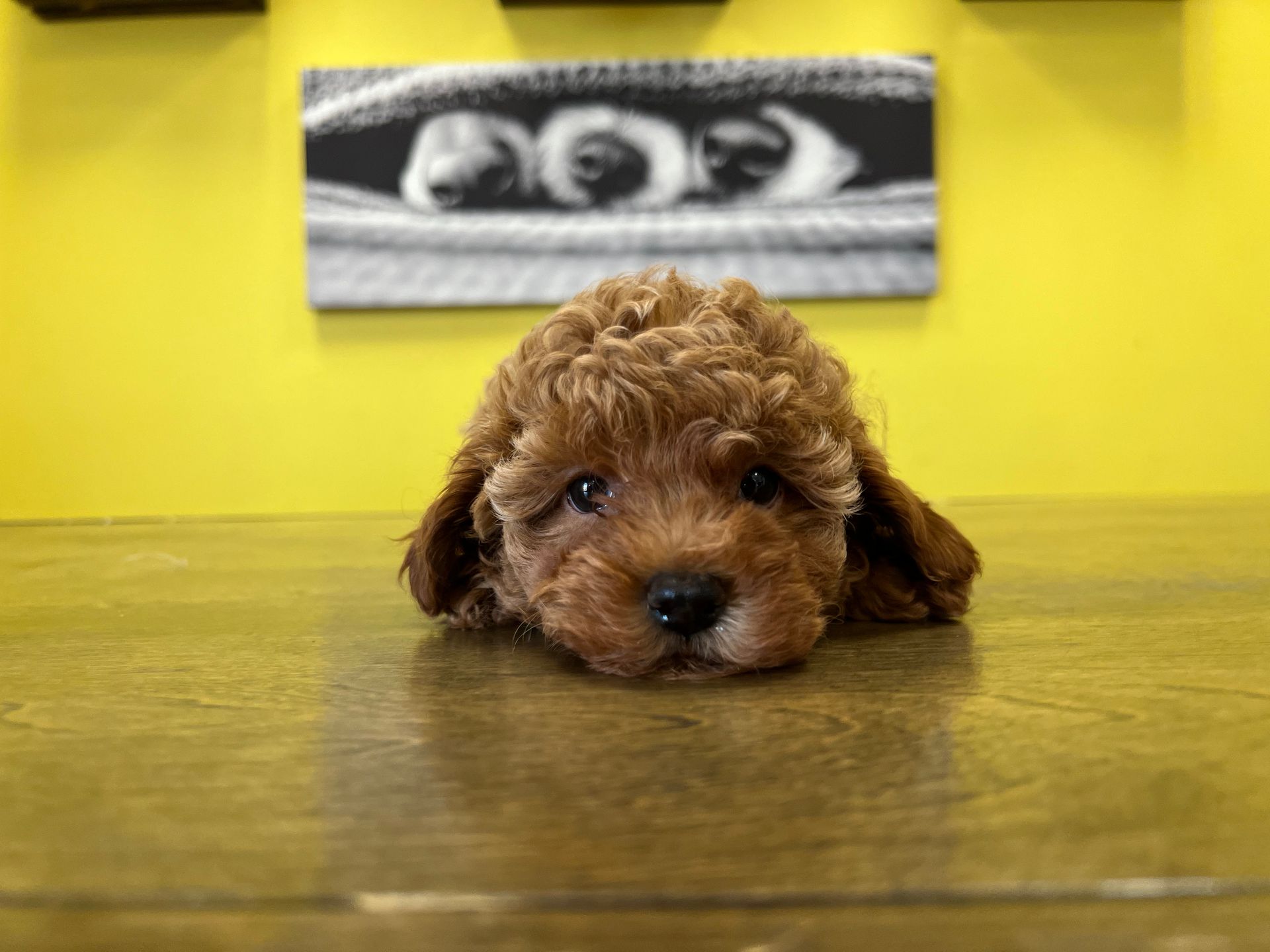 Poodle puppies for sale New York