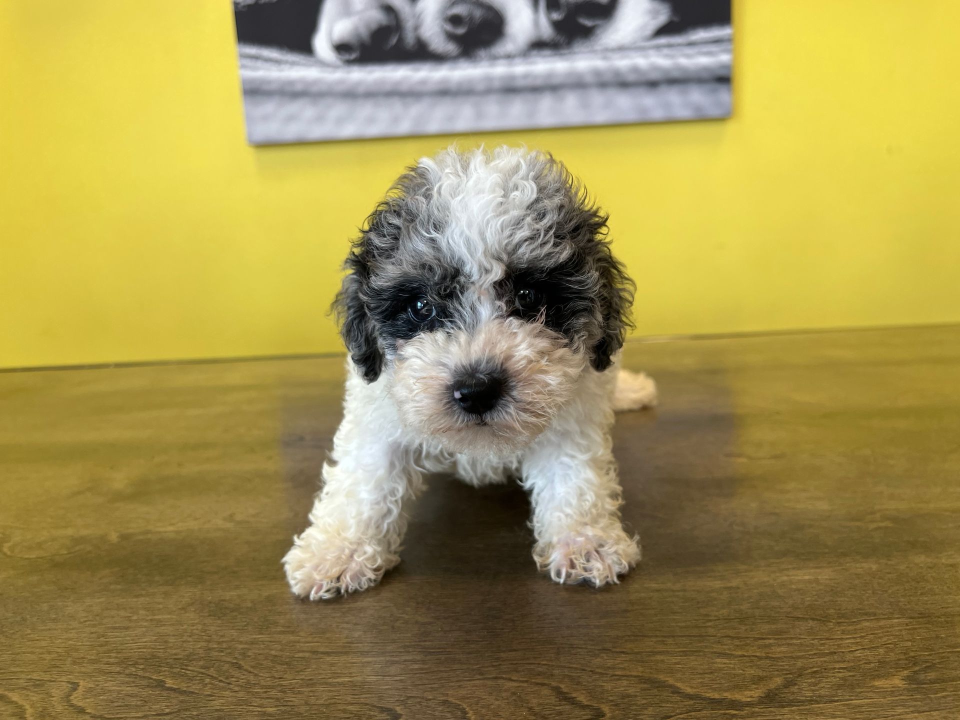 Poodle puppies New York