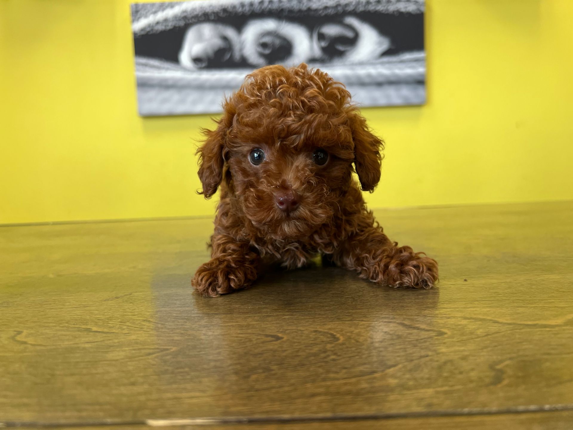 Poodle puppies for sale New York