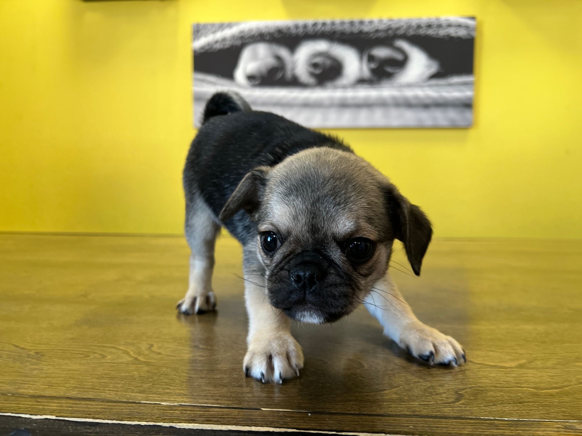 pug puppies New York