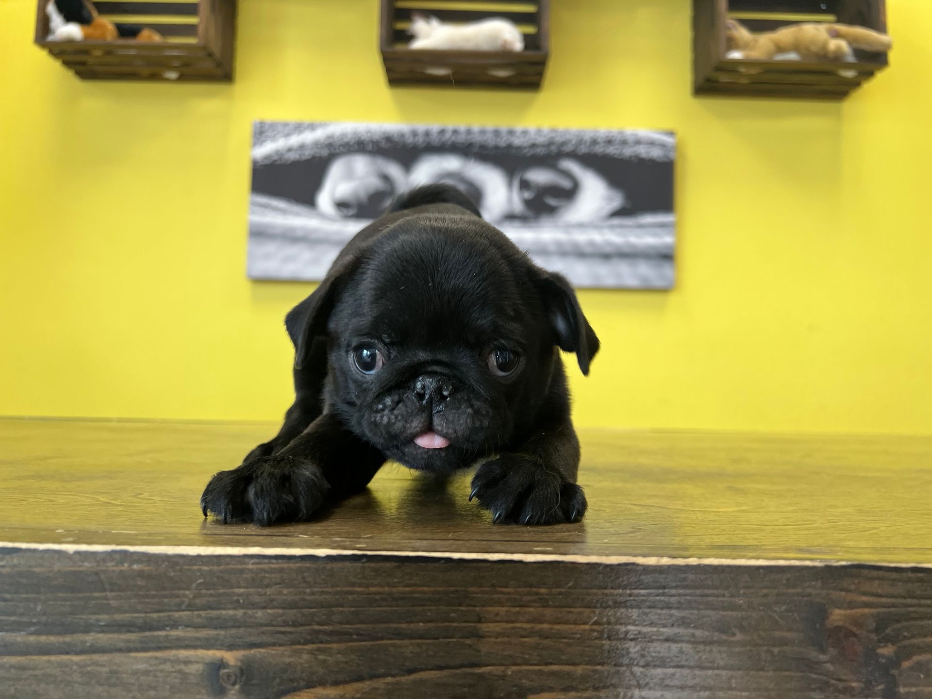 Pug puppies for sale New York
