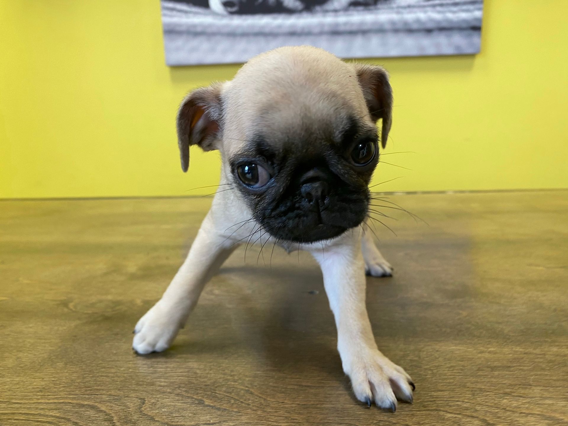 pug puppies New York
