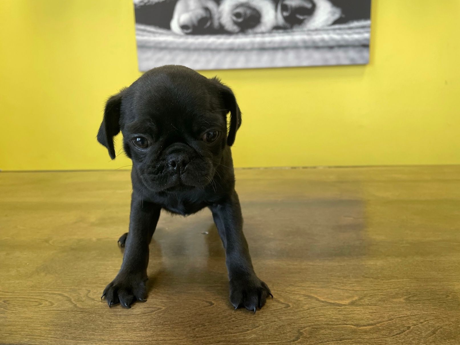 pug puppies for sale New York