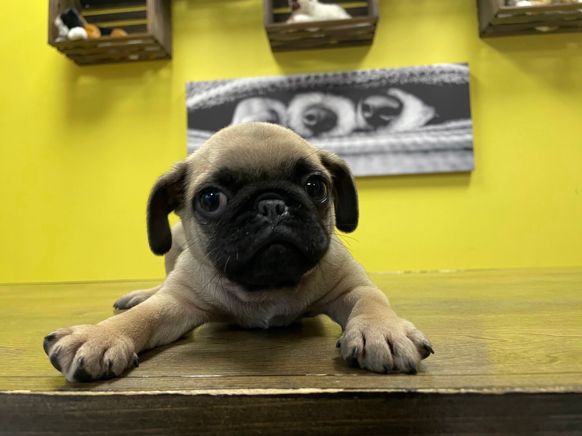 Pug puppies New York