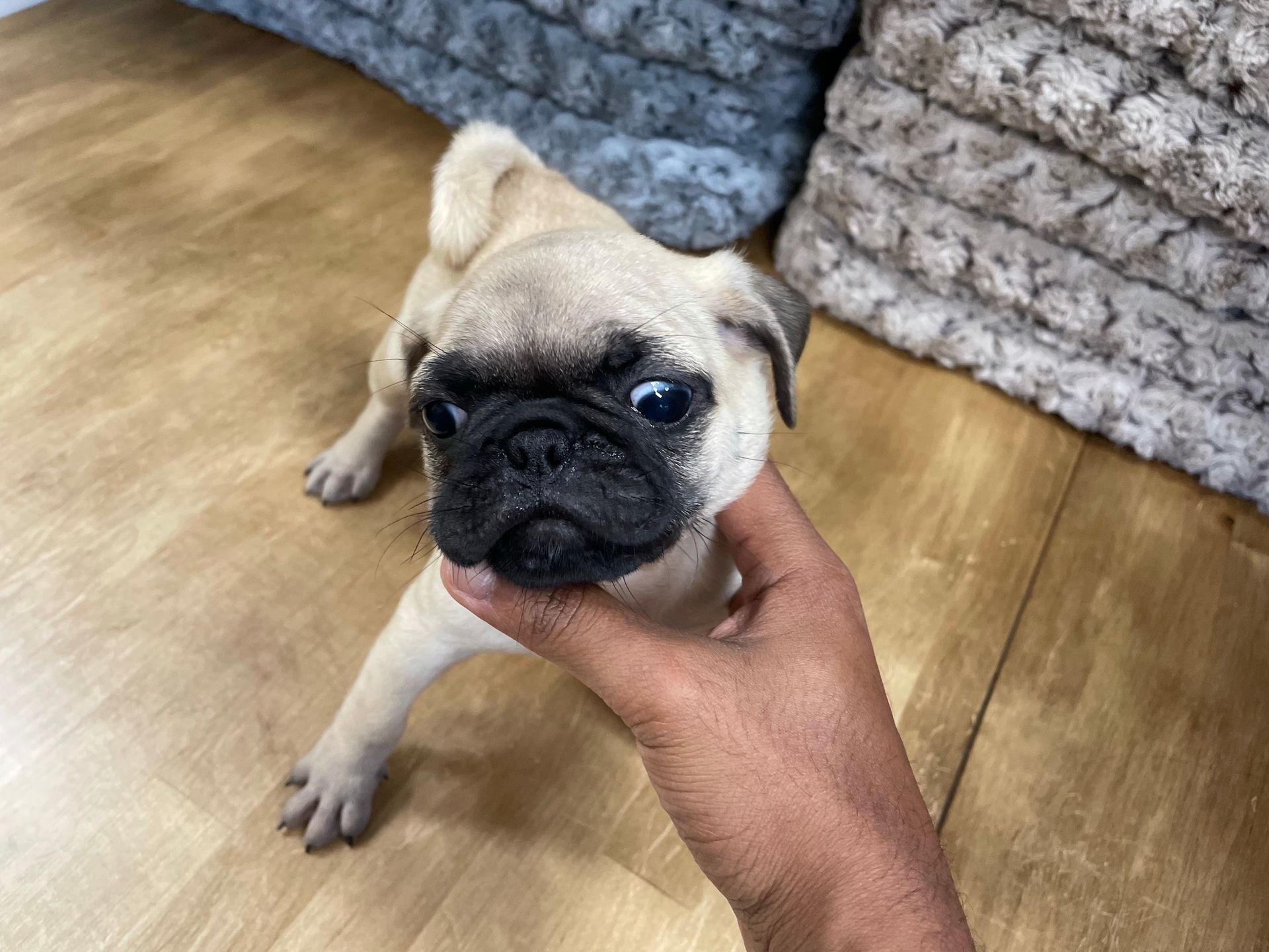 Pug puppies for sale New York