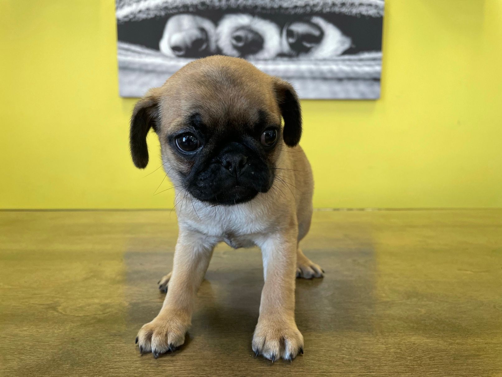 Pug puppies New York