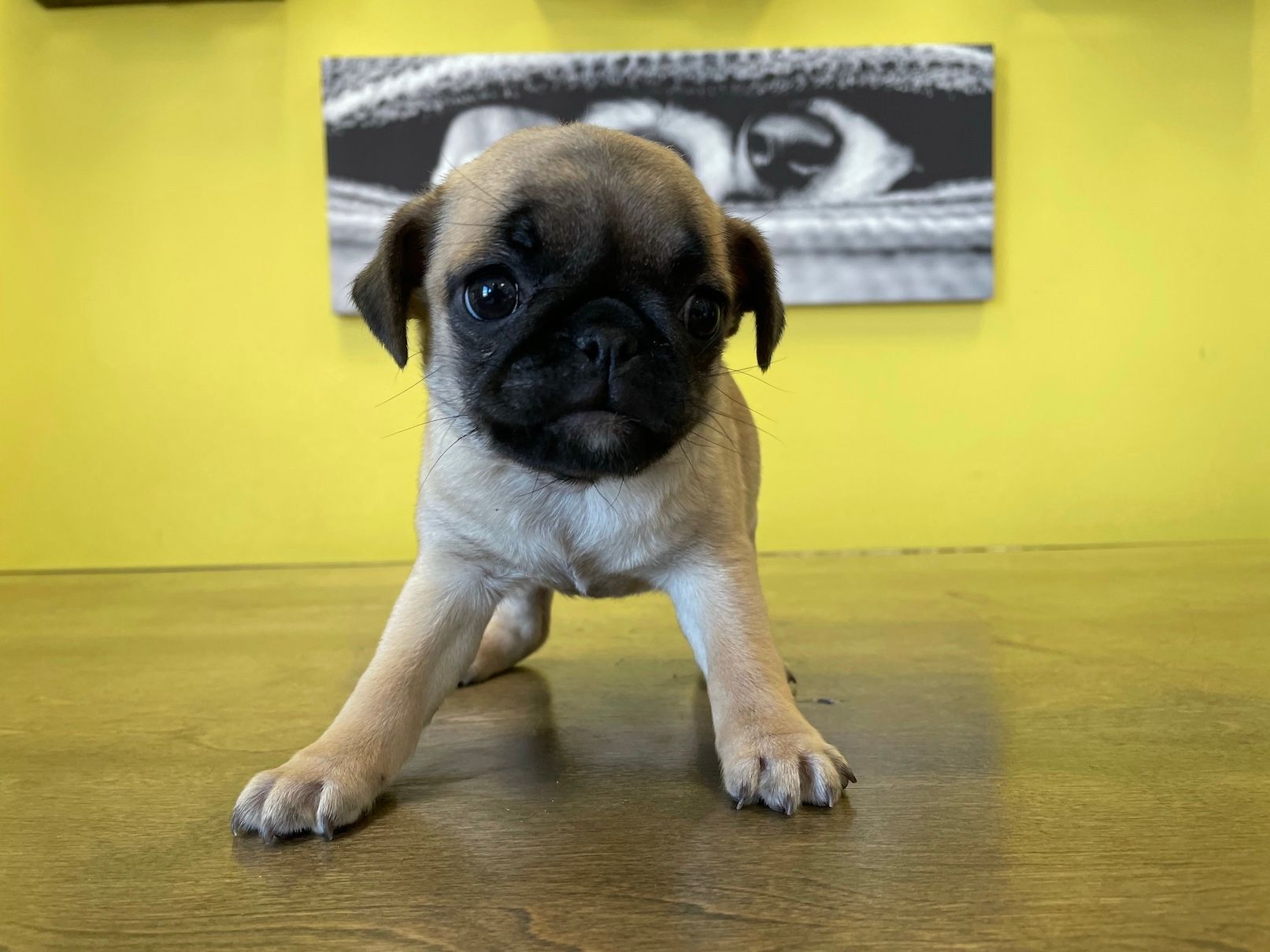 pug puppies for sale New York