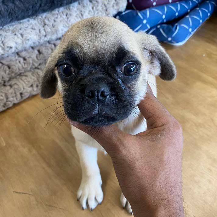 puggle puppies Puggle puppies for sale