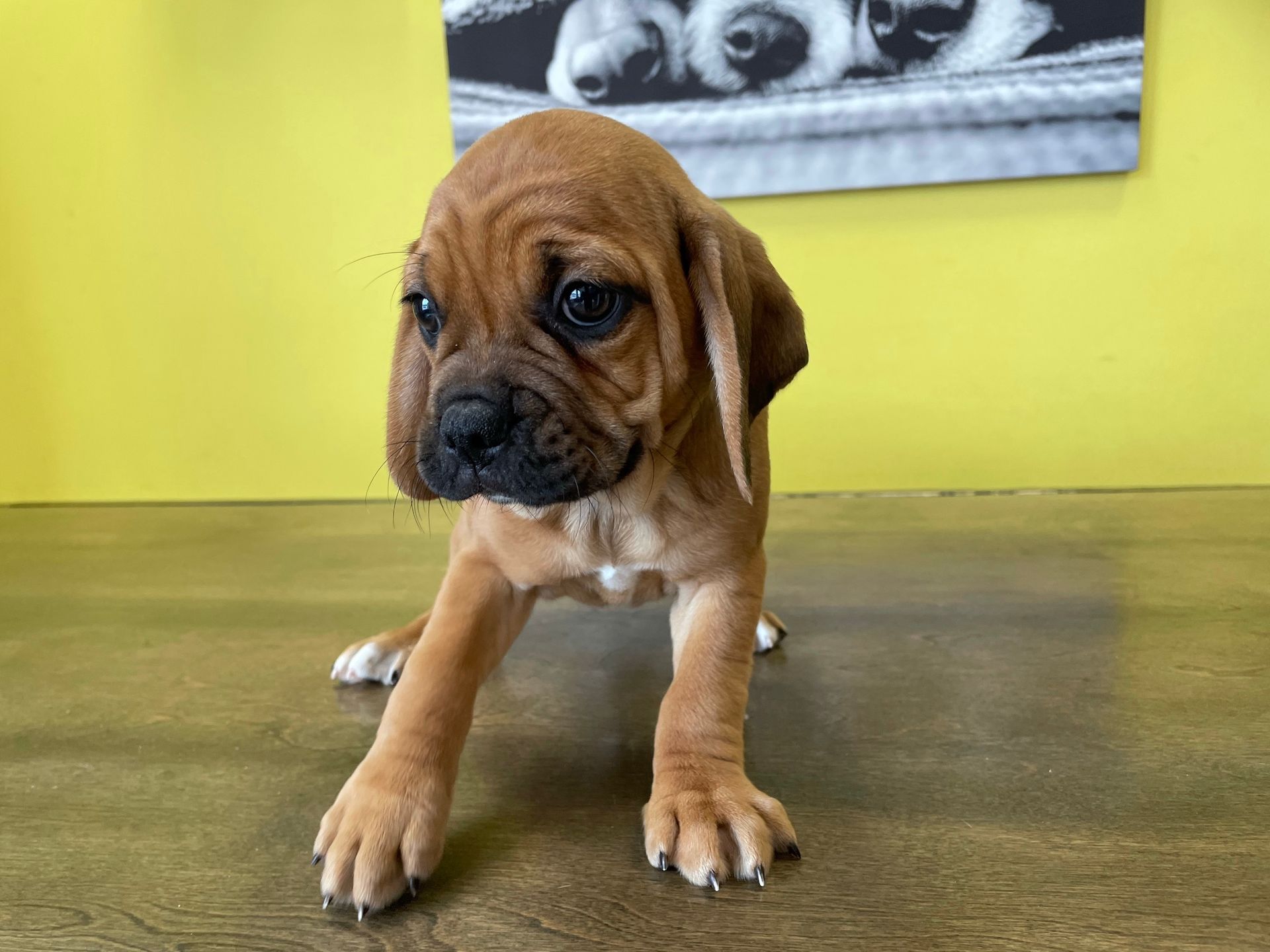 Puggle puppies New York