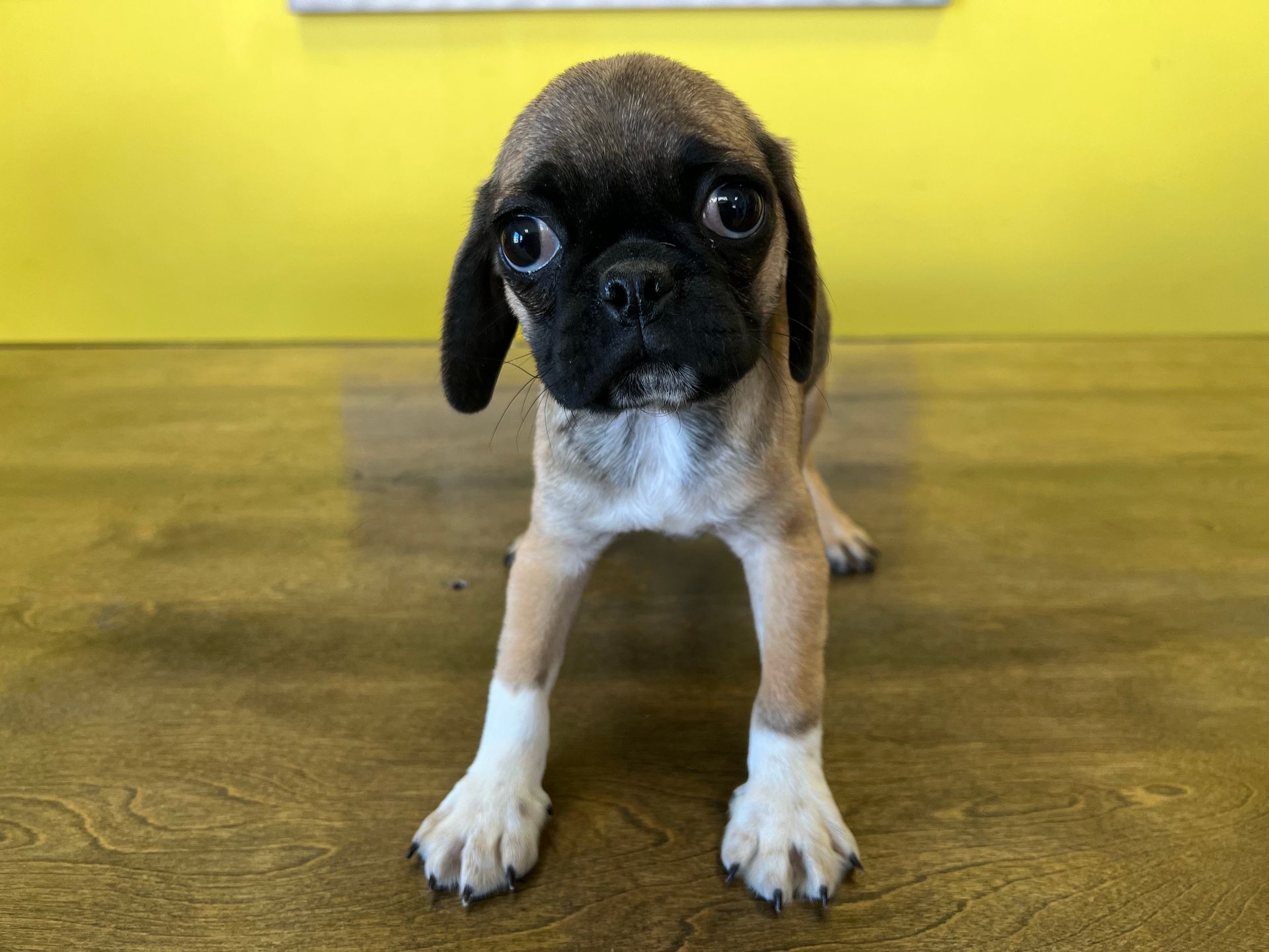 Puggle puppies for sale New York