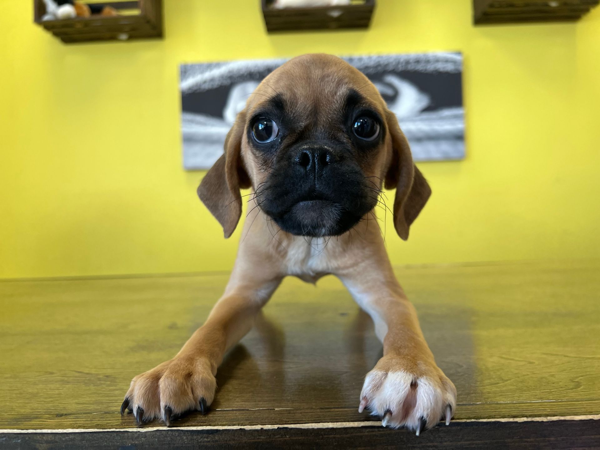 Puggle puppies New York
