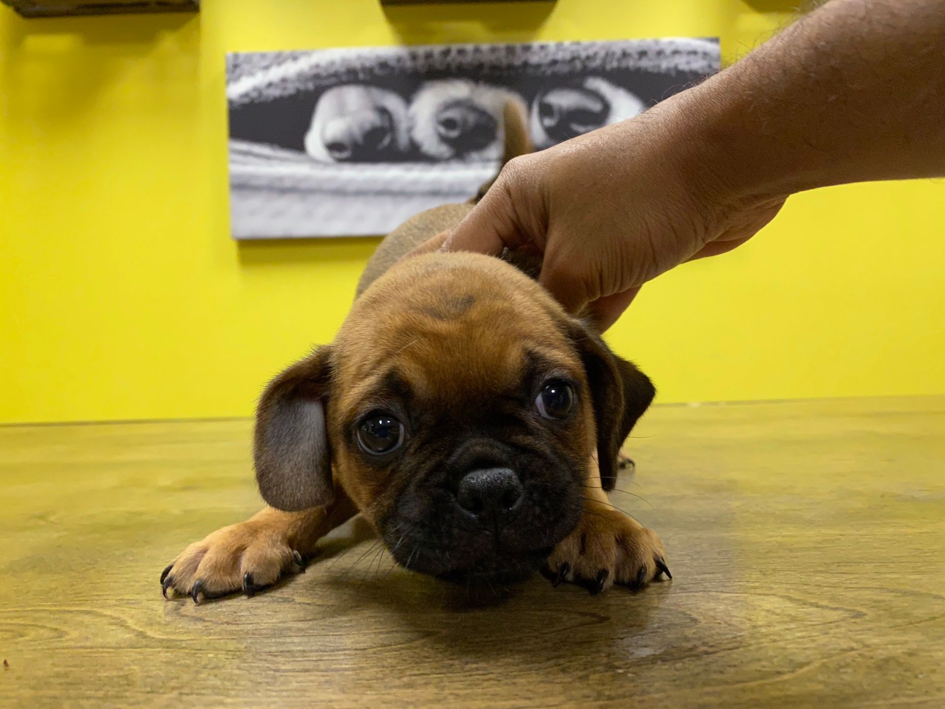 puggle puppies for sale New York