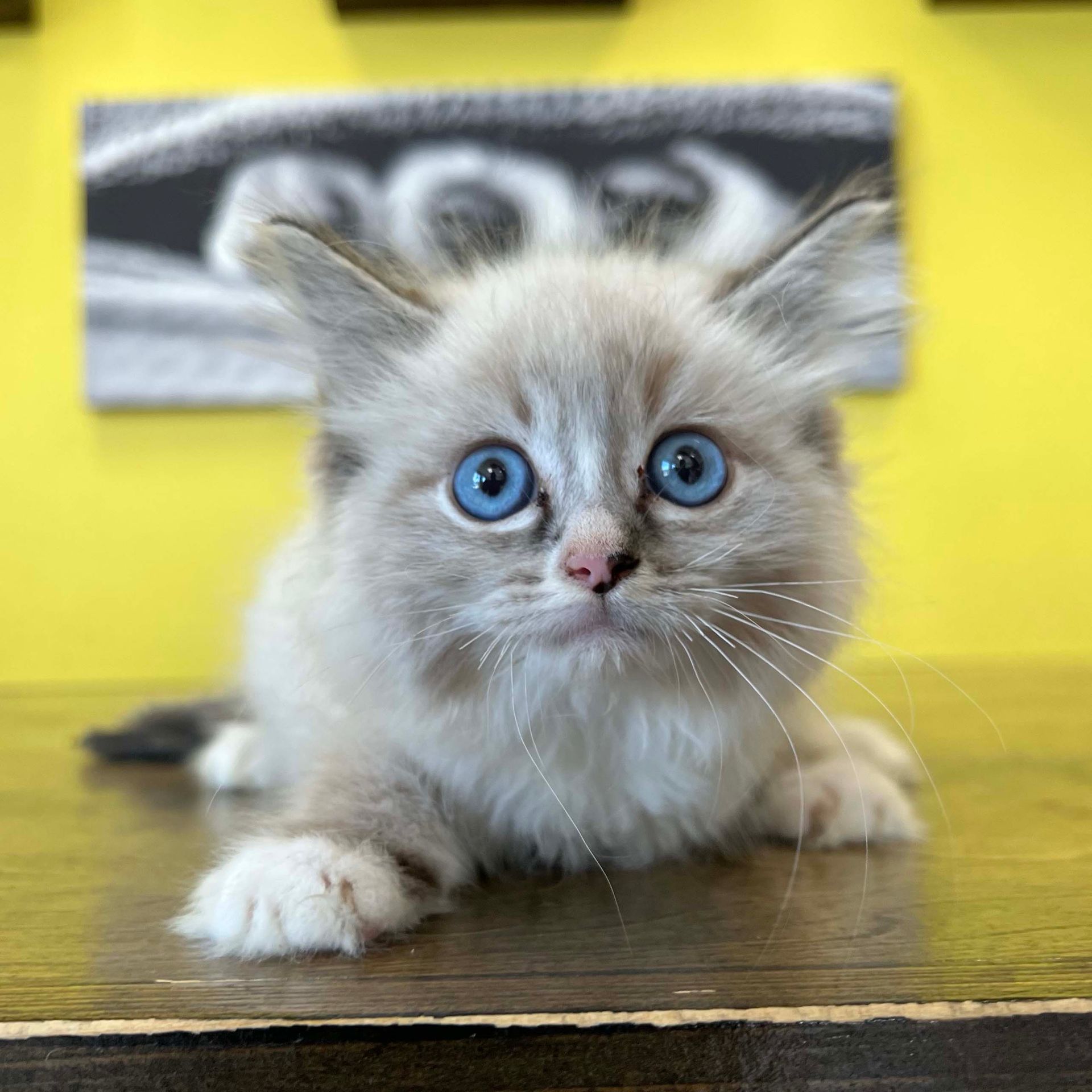ragamuffin kittens ragamuffin kittens for sale