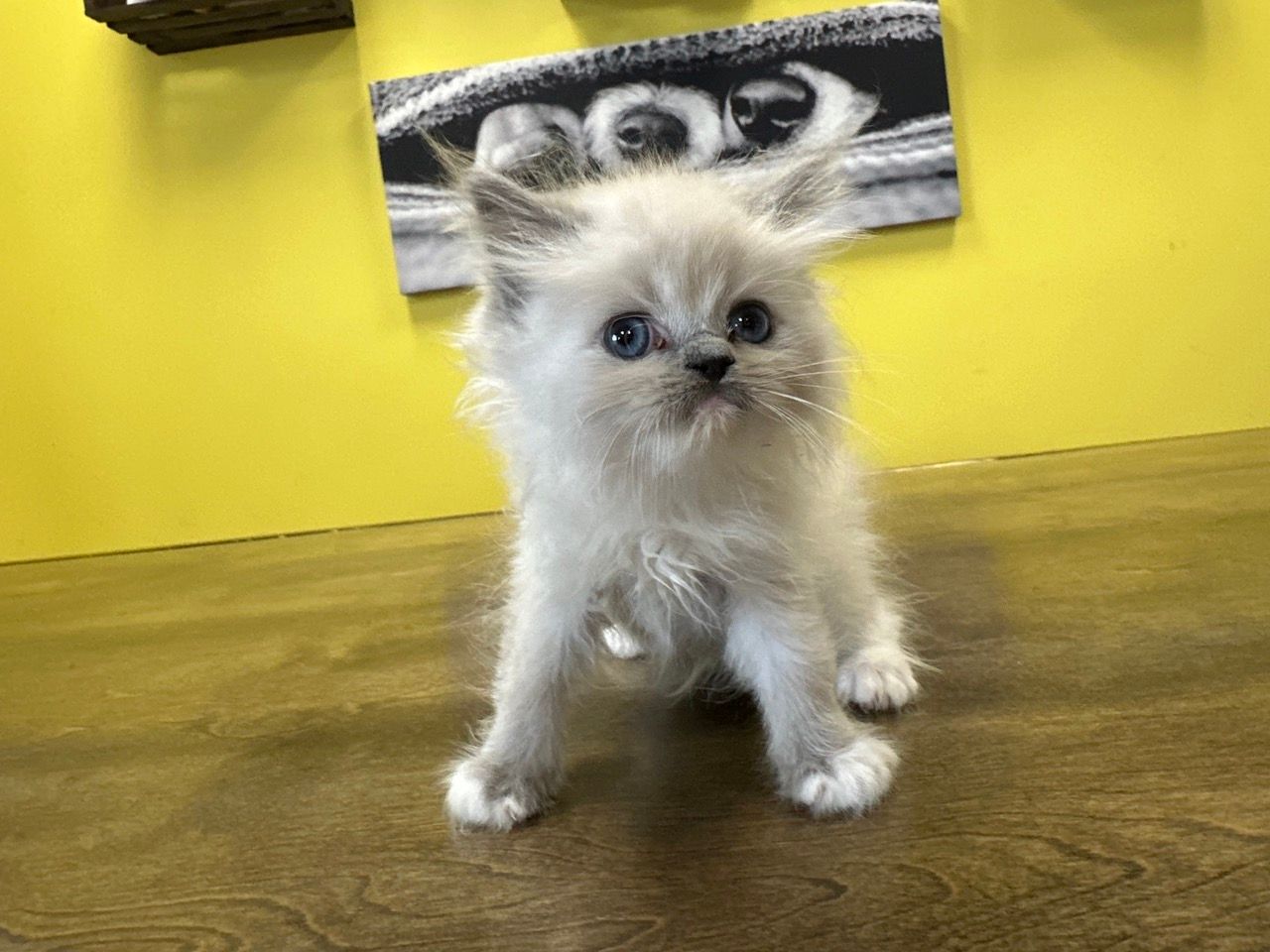 Ragamuffin Kittens for sale New York